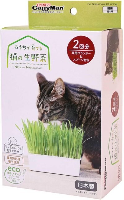 自宅で栽培されたキャティマン、生の猫野菜、2杯