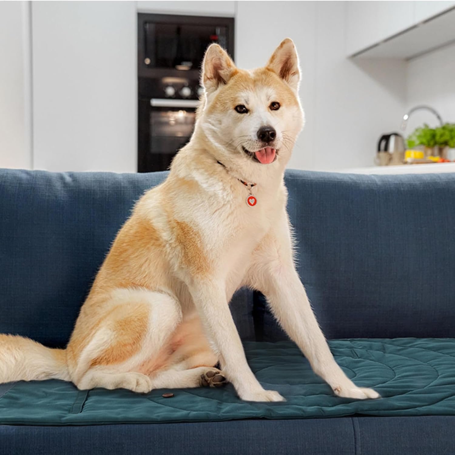 犬の敷物 -折りたたみ可能な犬のパッド濃厚 -防水犬のマット、犬用の洗えるペットパッド、屋内猫、季節これらの柔らかく居心地の良い犬を投げる毛布で、あなたの車の座席、木枠、床を傷や汚れから保護します。それらは洗浄して乾燥しやすく、家具、ソファ、ベッドを清潔で新鮮に保つこともできます。 - 이미지 9