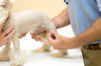ペットの関節と骨を生涯健康に保つ方法