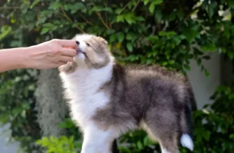 エキゾチックなペットを所有する際の法的考慮事項は何ですか？